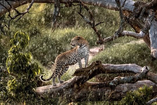 A sudden downpour on the Masai Mara