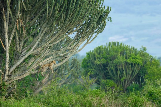 A leopard resting in a Candelabra tree