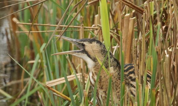 A Eurasian bittern