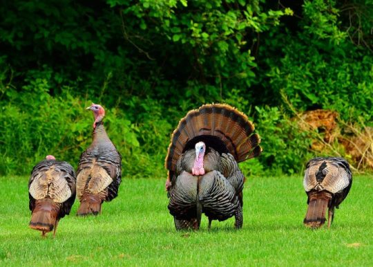 Wild turkeys