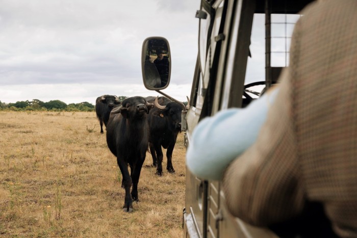 Cattle walking in front of a vehicle