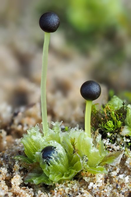 Petalwort (Petalophyllum ralfsii) is also listed as vulnerable on the new red list.