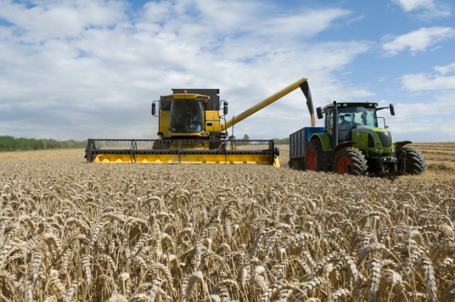 Combine harvester unloading  wheat