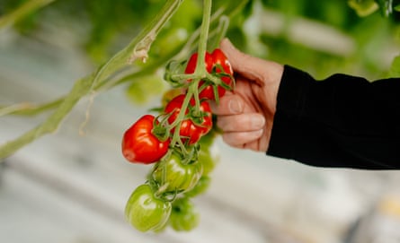 Richard Diplock, the managing director of the Green House Growers, inspects some tomatoes in West Sussex