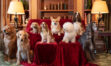 eight dogs pose for a royal-style portrait