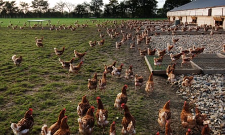 A free range chicken-egg farm in Suffolk.