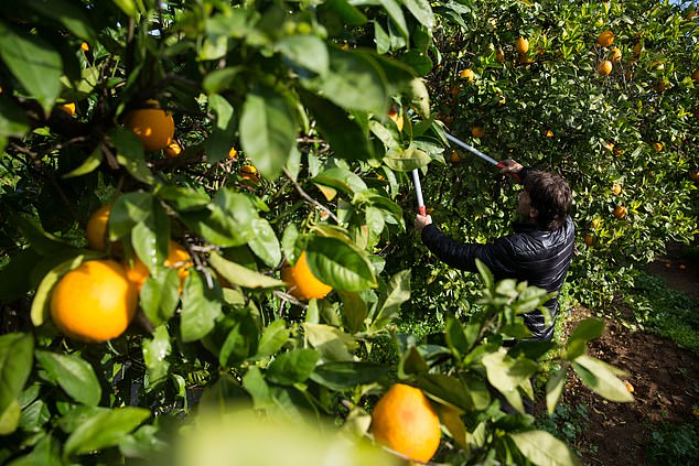 Past times: The Israel of 1948 was about Jaffa oranges, Dead Sea chemical plants and low value textilesgricultural exports have plunged as the tech sector continues to thrive