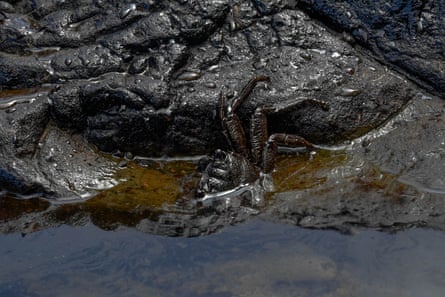 A crab black with oil half out of water by rocks with droplets of water where oil has covered them