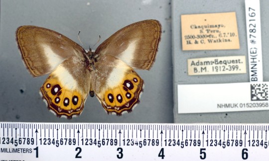 EMBARGOED TO 0001 SUNDAY MAY 7 Undated handout photo issued by the Natural History Museum of a new group of butterflies that have been named after Lord Of The Rings villain Sauron. The black rings on the vivid orange wings of the flying insects are reminiscent of the all-seeing eye described in J R R Tolkien's books, and depicted in the movie series. Scientists, including Dr Blanca Huertas, senior curator of Butterflies at the Natural History Museum have given the new genus the name Saurona. Issue date: Sunday May 7, 2023. PA Photo. See PA story SCIENCE Butterflies. Photo credit should read: Blanca Huertas/Natural History Museum/PA Wire NOTE TO EDITORS: This handout photo may only be used in for editorial reporting purposes for the contemporaneous illustration of events, things or the people in the image or facts mentioned in the caption. Reuse of the picture may require further permission from the copyright holder.