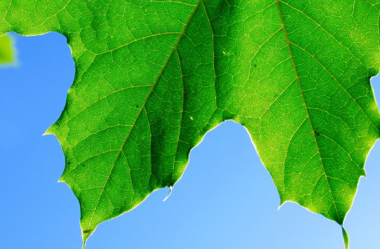 To date, these artificial leaves have only been able to make simple chemicals, such as syngas, a mixture of hydrogen and carbon monoxide