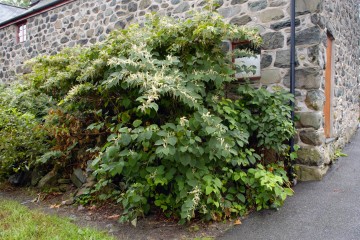 Warning over garden plant that could wipe thousands from house prices 