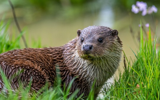 Otters are among the species whose habitats were destroyed