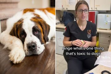 Vets share seven items super toxic to dogs including healthy snacks & vegetables