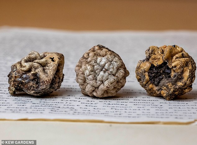 The three specimens - from left, East Africa (1962), Lancashire (1953) and Kent (1971) - are still housed at Kew today