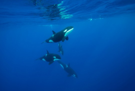 Orcas work efficiently in a group