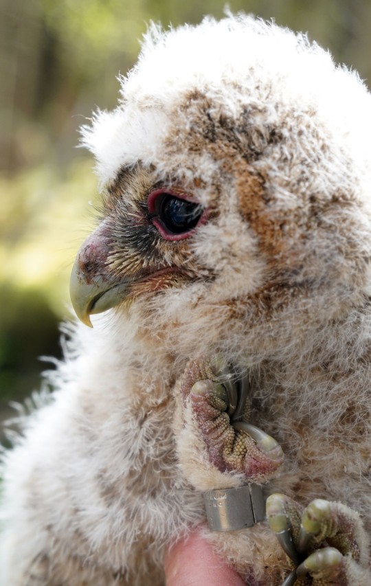 A tawny owl chick at Kielder Forest in Northumberland, as wildlife experts have reported a mini-baby boom in the number of tawny owls being born. An increase in the number of voles, their most important prey, has led around 90 tawny pairs to have chicks, as opposed to just 25 last year, in an area surveyed at Kielder Forest. The spectacular 63,000 hectare forest is home to the UK's longest-running tawny owl project, which has now been going for nearly 45 years. Picture date: Thursday May 25, 2023. PA Photo. See PA story ANIMALS Owls. Photo credit should read: Owen Humphreys/PA Wire