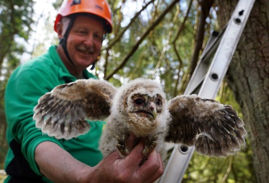 Ornithologist Martin Davison with one of this year's chicks