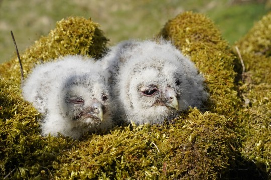 More food in the forest means more chicks