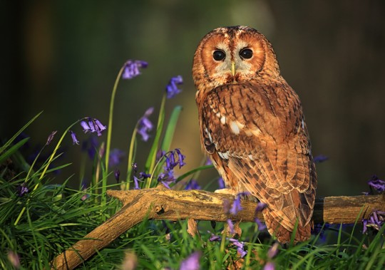 An adult tawny owl