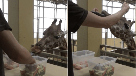 Testing giraffes' power of prediction