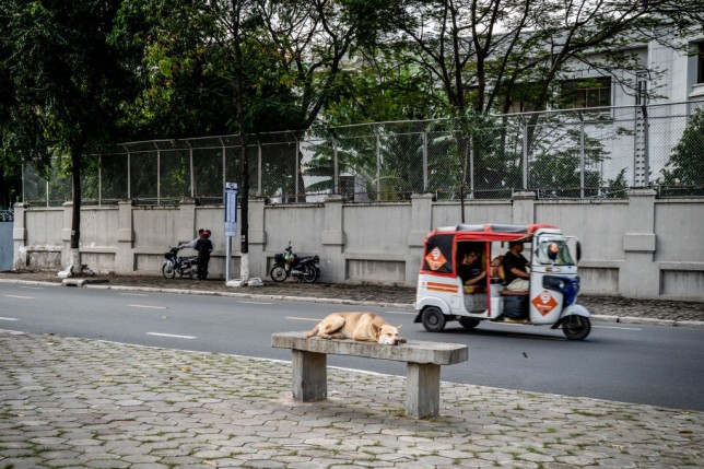 There are more than 100,000 dogs on the streets of Phnom Penh