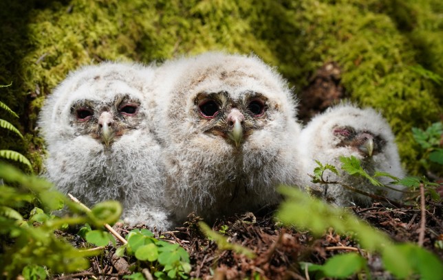 Tawny owl chicks born in Kielder Forest 