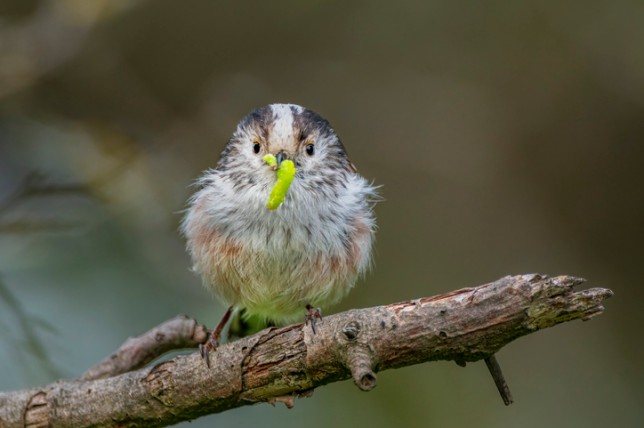 Increasing use of insecticides means less food for birds