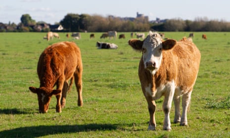 Cattle peacefully grazing on Dorney Common.