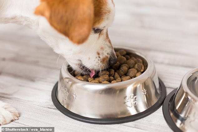 Trendy raw dog foods can be poisonous to pooches because they contain dangerous doses of toxic metals, experts have warned. Lead quantities exceeded the safe limit in 77 per cent of three analysed food samples (file image)