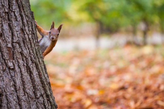 Spending time in nature is a boost for physical and mental health