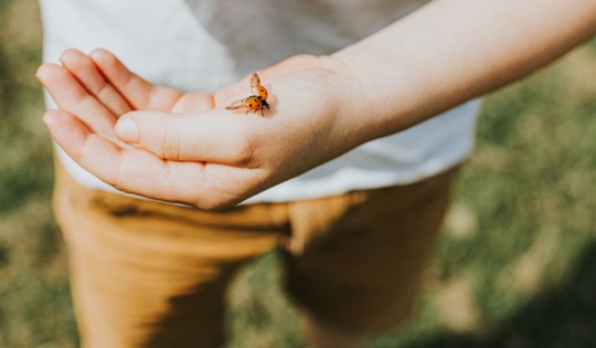 Ladybird landing on a Child's Hand