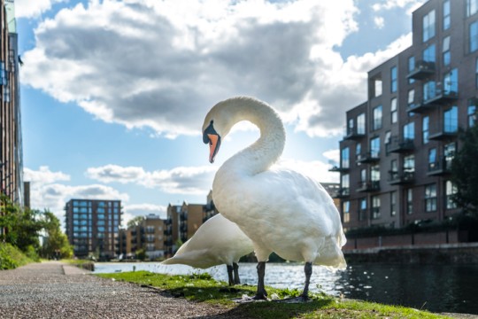 Nature is everywhere, even in cities