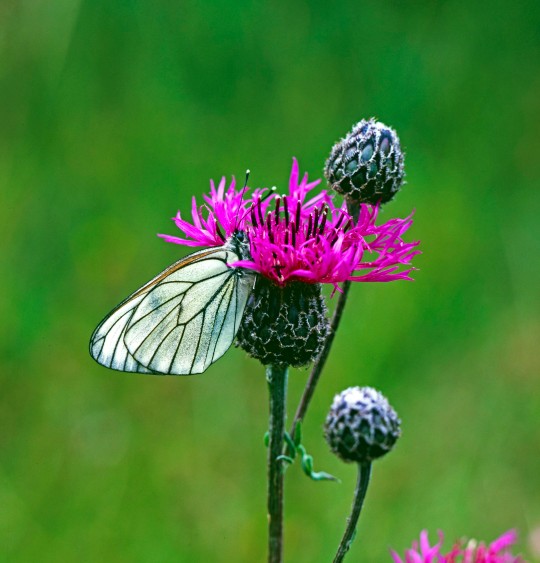 Black-veined White Butterfly (Aporia crataegi) on Greater Knapweed (Centaurea scabiosa), Black-veined White Butterfly on Greater Knapweed, Sweden Photo: Bengt Ekman / TT / code 2706