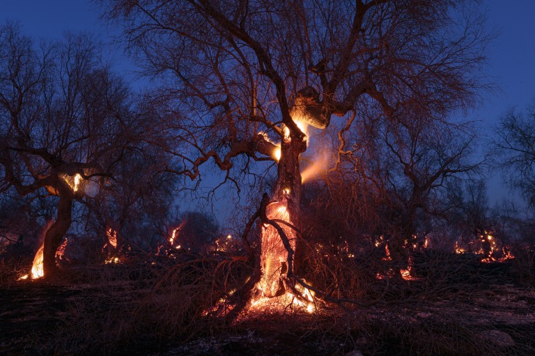 Burning trees during a night fire in Presicce, southern Salento, Italy