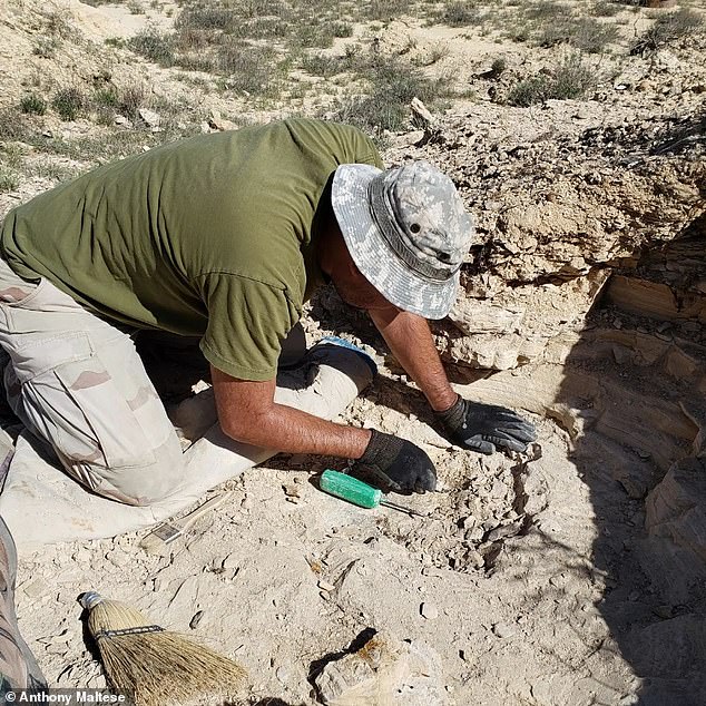 Mr Maltese is employed by a RMDRC and Triebold Paleontology, a commercial fossil collector founded by Mike Triebold, to collect new specimens and make casts to sell to collectors. Prospective buyers can approach Triebold Paleontology to source rare fossils - with some costing hundreds of thousands of dollars