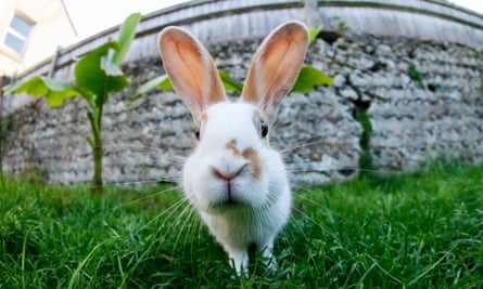 Closeup of a pet rabbit looking straight at the camera in a back garden