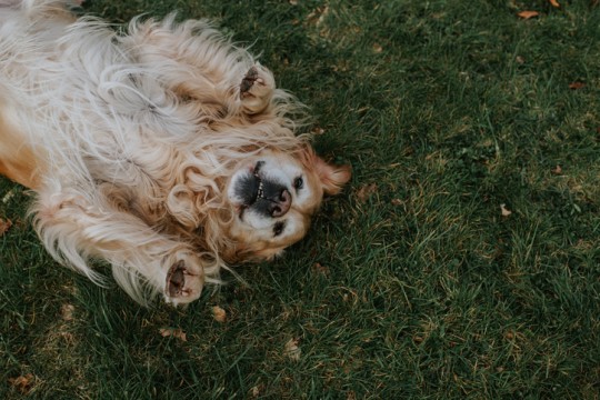 Global aviation emissions are around ten times higher than dry pet food production