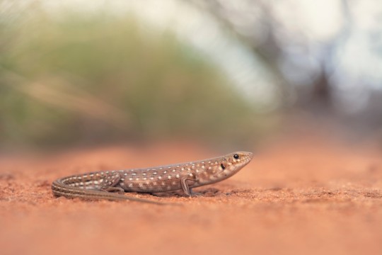 A Leopard skink 