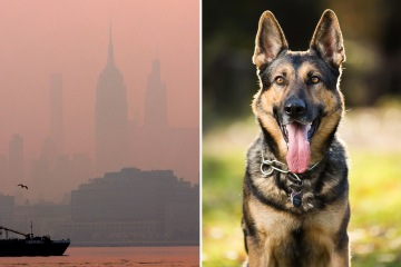 Vet issues urgent warning to pet owners over air pollution