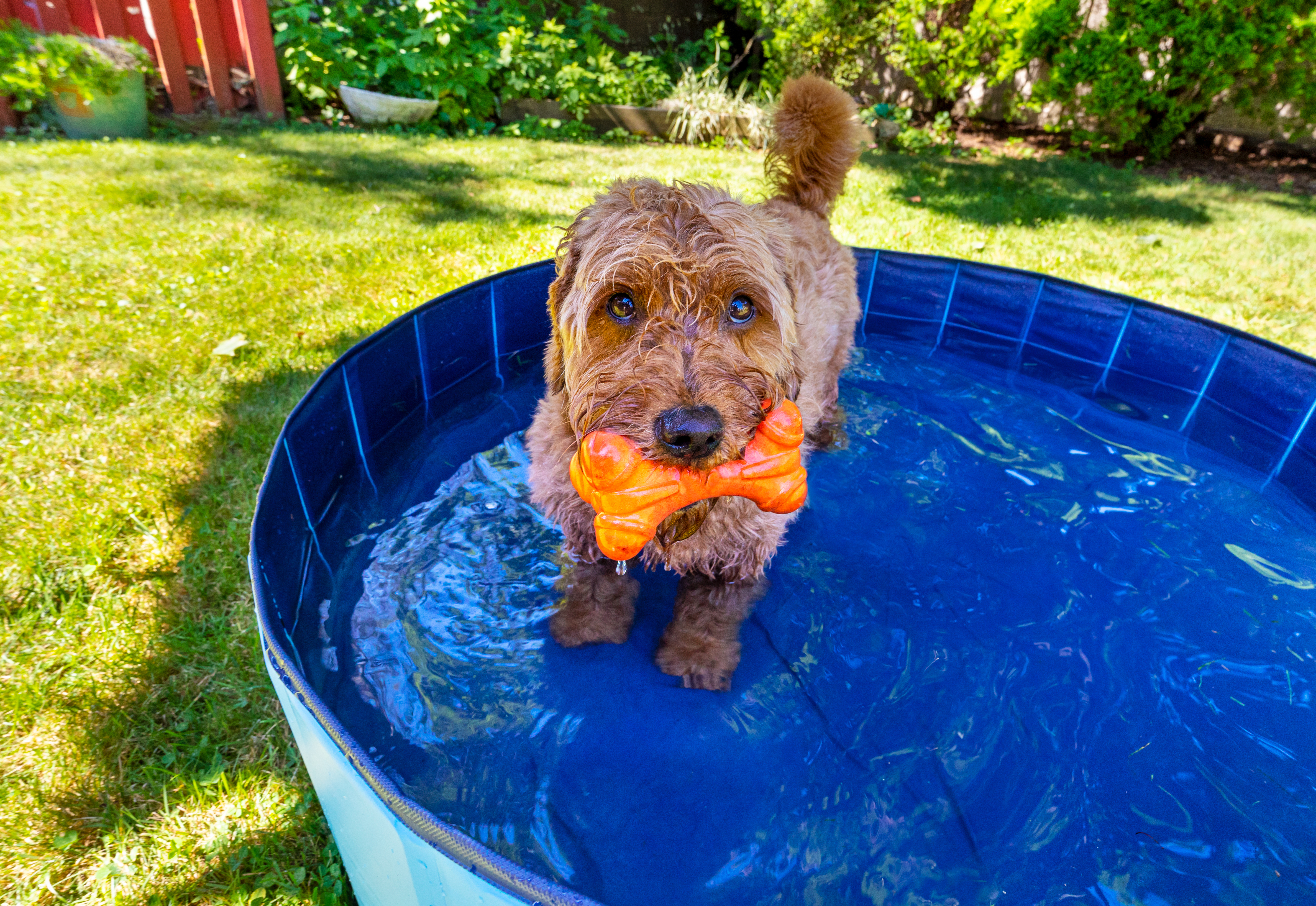 Following a few scorching weekends, dog owners are being urged to keep their pets safe in the heat