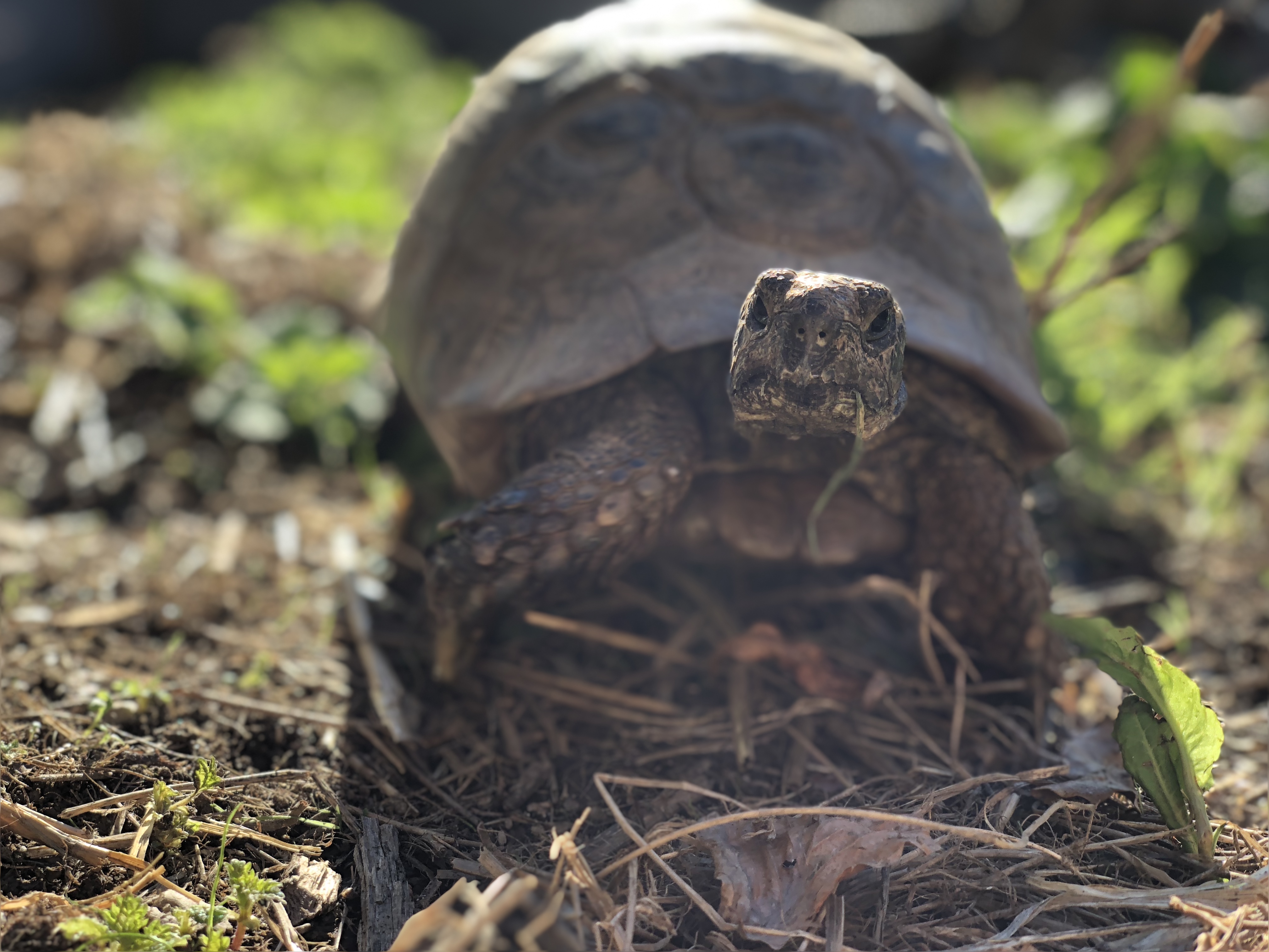 Rescue tortoise George is inspiring young people