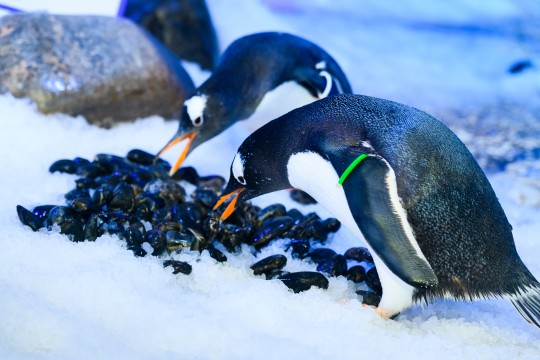 Penguins