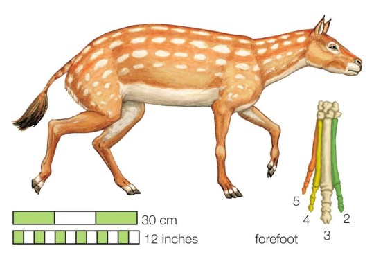 The Extinct Dawn Horse (Hyracotherium). Existing Toe Bones Of The Forefoot Are Numbered Outward From The Centre Of The Body.
