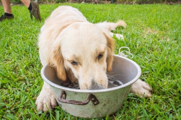 Vet's urgent warning to dog owners over pet food bowl mistake