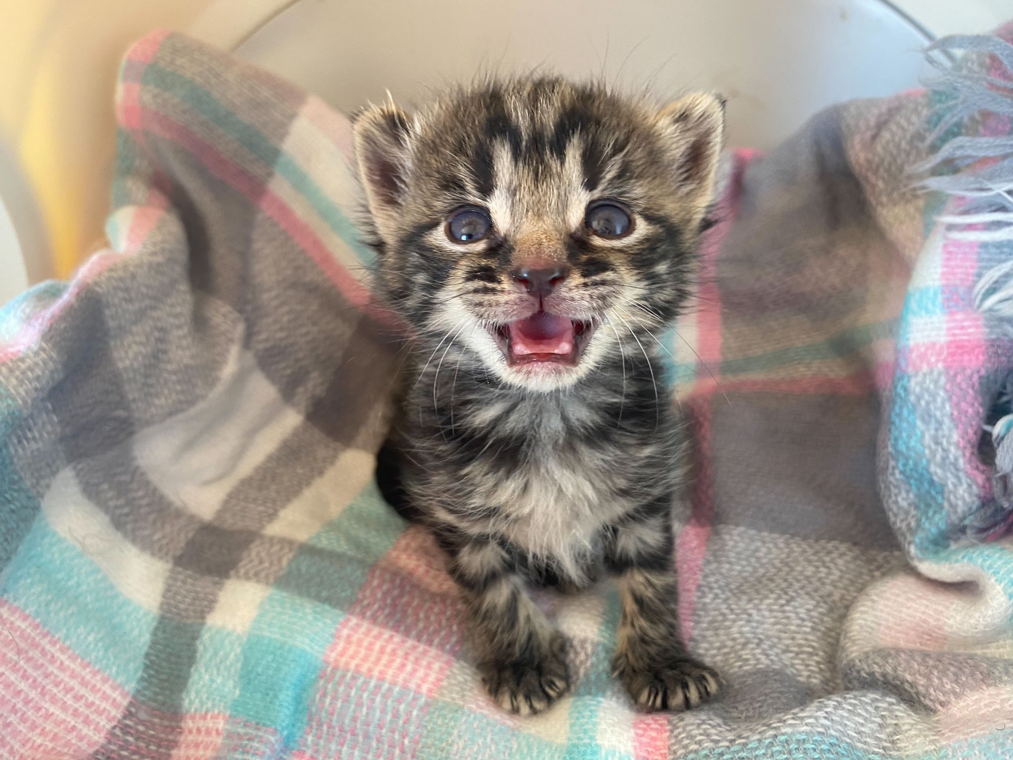 Biff the newborn kitten is thriving after he was saved from a recycling container packed full of cardboard ready to be crushed