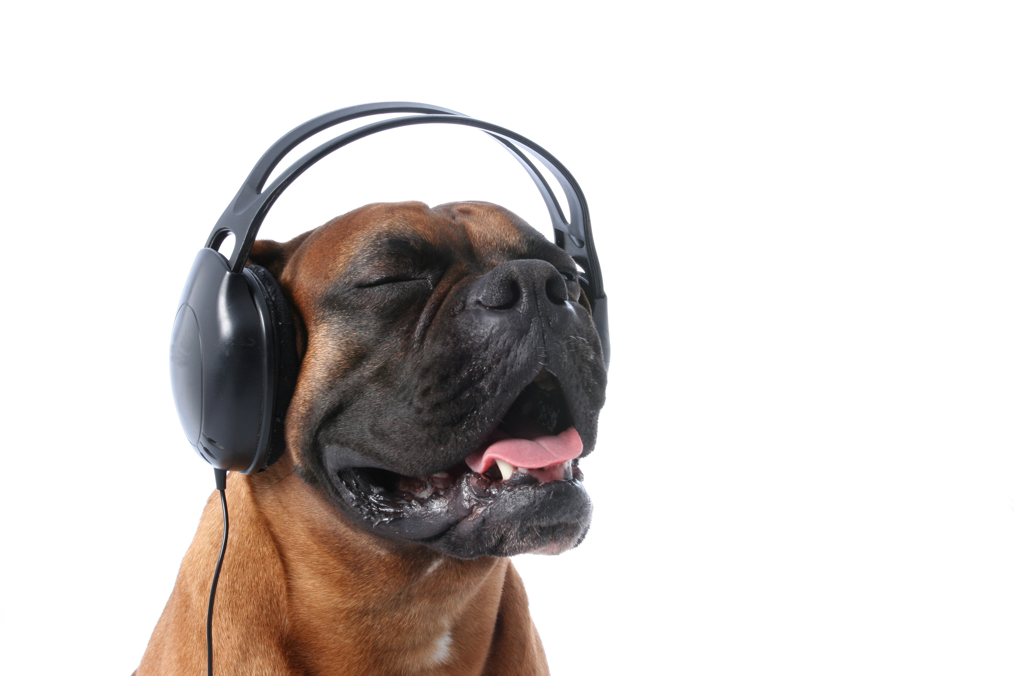 Dogs ike jazz and folk music, but don’t like hip hop and heavy metal, a new study has revealed
