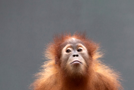 Orangutans learn to vocalise for combat and warning signals