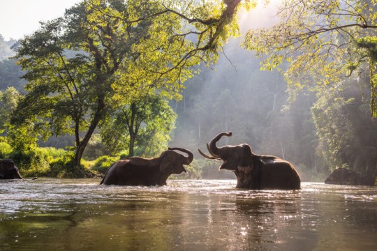 Thailand elephant