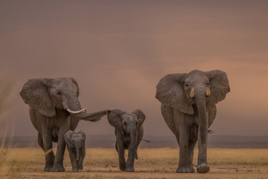 Elephants' cancer resistance appears to be a result of ensuring they can reproduce