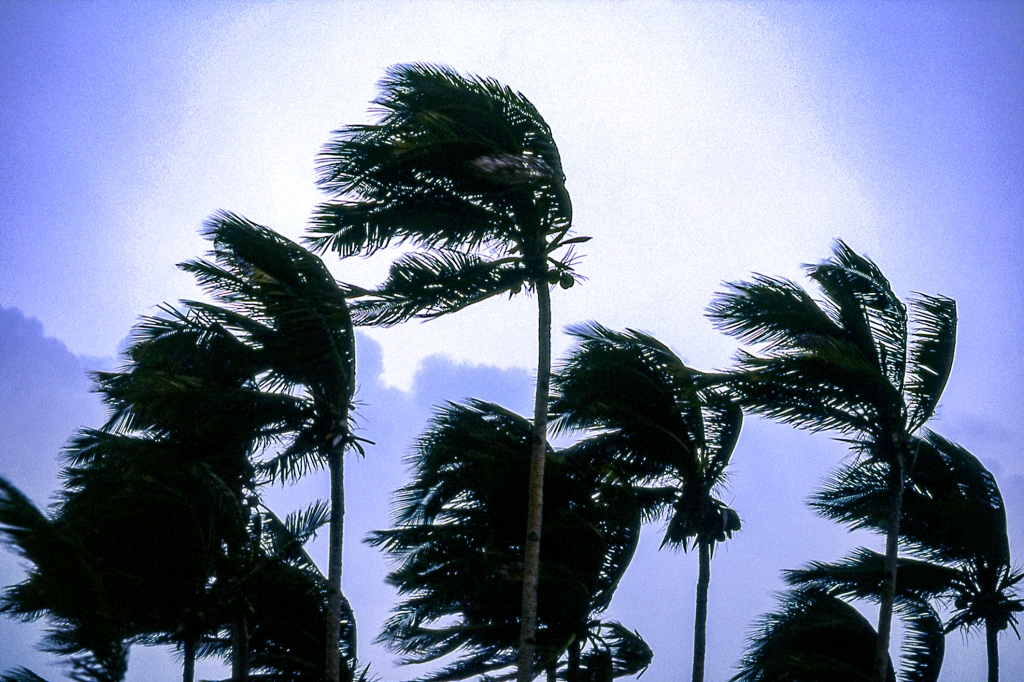 A photo of palm trees bending in category 1 typhoon winds on Boracay Island in the Philippines